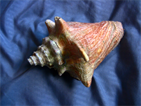 Juvenile Queen Conch Shell